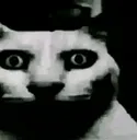 catdark