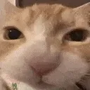 noms
