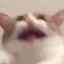 AAAAAAAcat