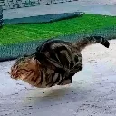 catbleeee
