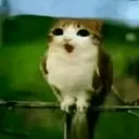 catmeowlshocked