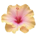2_petal