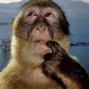 monke2