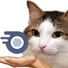 cat_asking_nitro