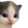 cat_heh