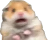 hamp_scared