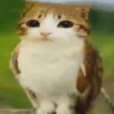 meowl