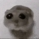 singing_hamster