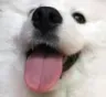 a_dog