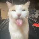 cat_silly