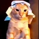 habibi_cat
