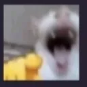 Catlaughing