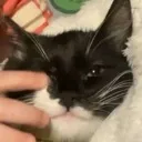 nonchalanttheo
