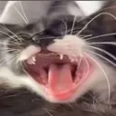 screamtheo screamtheo