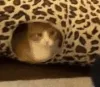 GoonTooSoonCatDisappointedShake