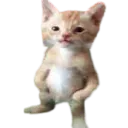 dripcat
