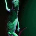 chameleongroove chameleongroove