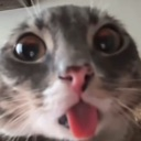 A close-up of a gray cat with wide eyes and its tongue sticking out in a confused expression.