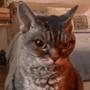cat_mad