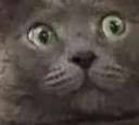 catwut Discord emoji