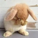fsadbunny