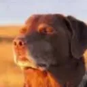 peacefulpuppy