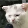tiredcat