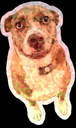 :shinydoggo: