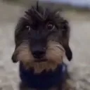 stupidassdog