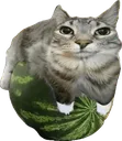 catmelon catmelon