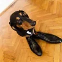 fancydawg