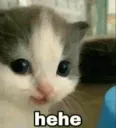 cato_hehe