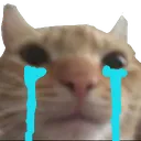 cat_sucry