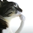 catthinker