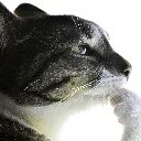 thinking_cat1
