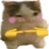 shycat