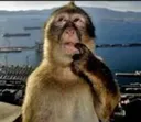 monkeythink