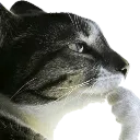 cat_hmmm