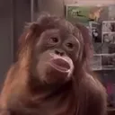 hairylevo