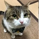 gato_fino