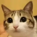 CattyEyes