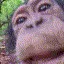 monkey_lick