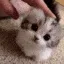 pats