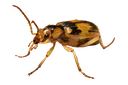 bombardierbeetle
