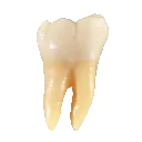 Tooth_1