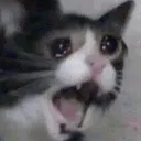 scream