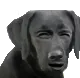 :hiendog: hiendog