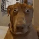 doge_trauma