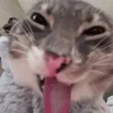 cat_lick
