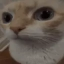 catstare